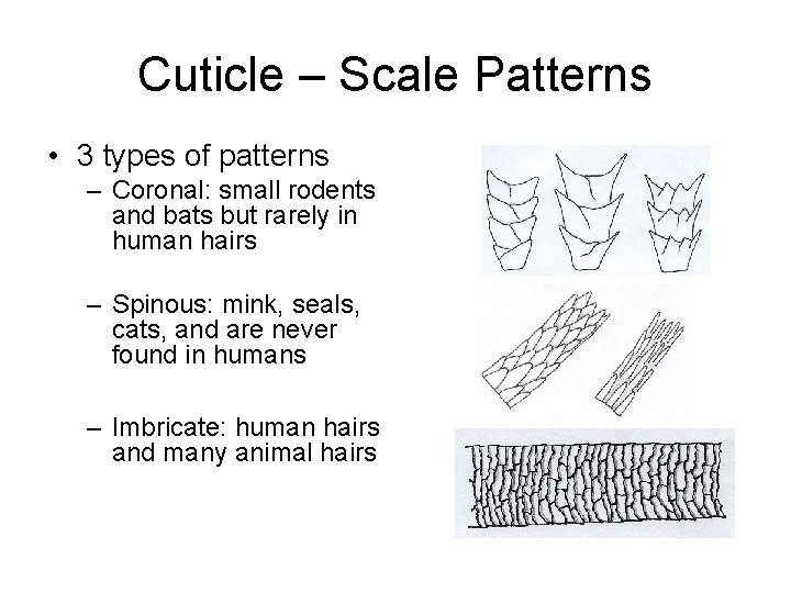 Cuticle – Scale Patterns • 3 types of patterns – Coronal: small rodents and