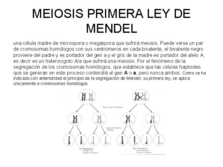 MEIOSIS PRIMERA LEY DE MENDEL una célula madre de microspora o megaspora que sufrirá