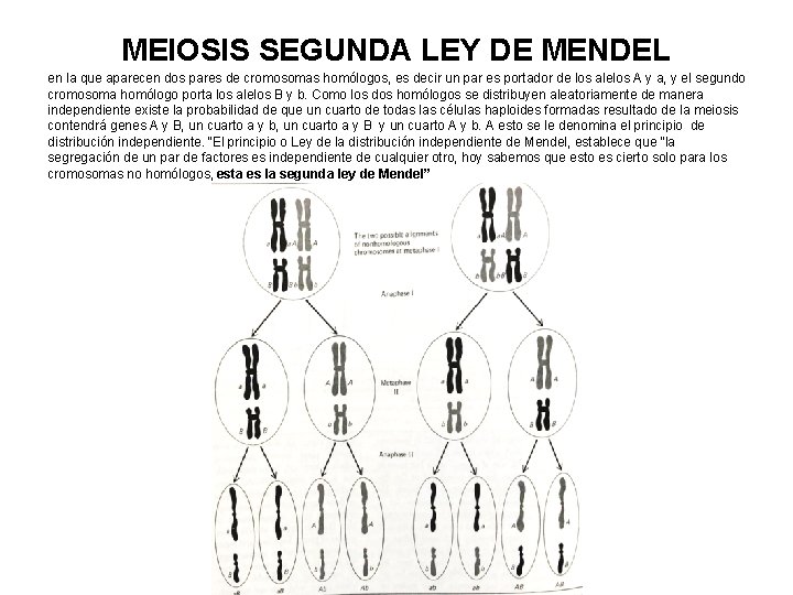 MEIOSIS SEGUNDA LEY DE MENDEL en la que aparecen dos pares de cromosomas homólogos,