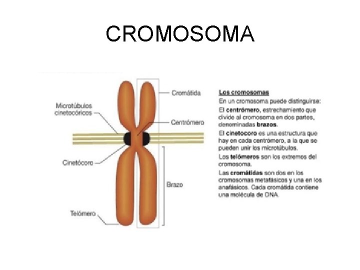 CROMOSOMA 