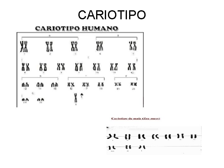 CARIOTIPO 