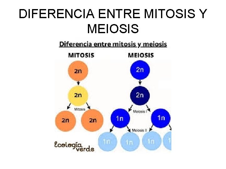 DIFERENCIA ENTRE MITOSIS Y MEIOSIS 