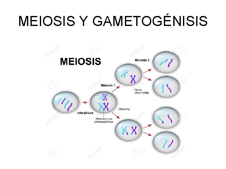 MEIOSIS Y GAMETOGÉNISIS 