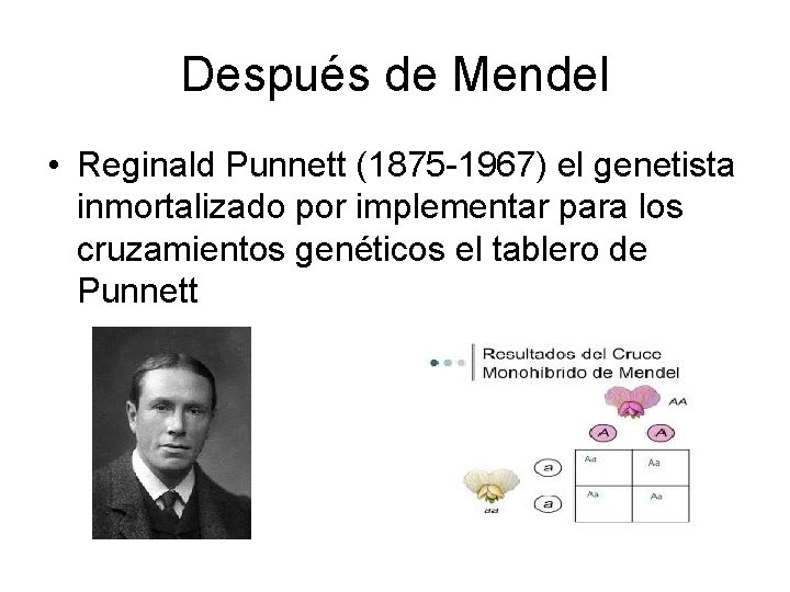 Después de Mendel • Reginald Punnett (1875 -1967) el genetista inmortalizado por implementar para