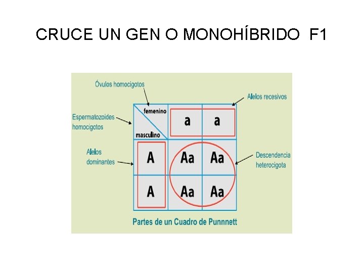 CRUCE UN GEN O MONOHÍBRIDO F 1 