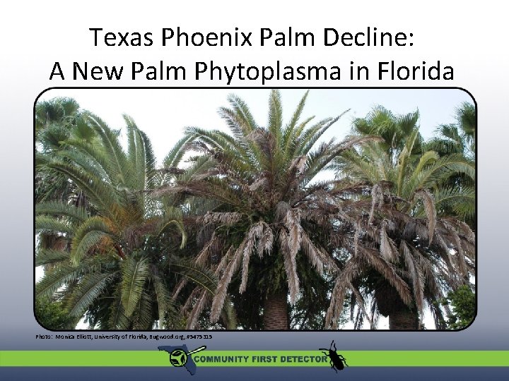 Texas Phoenix Palm Decline: A New Palm Phytoplasma in Florida A new palm phytoplasma