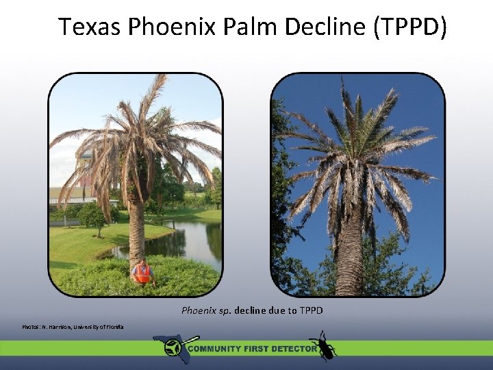 Texas Phoenix Palm Decline (TPPD) Phoenix sp. decline due to TPPD Photos: N. Harrison,