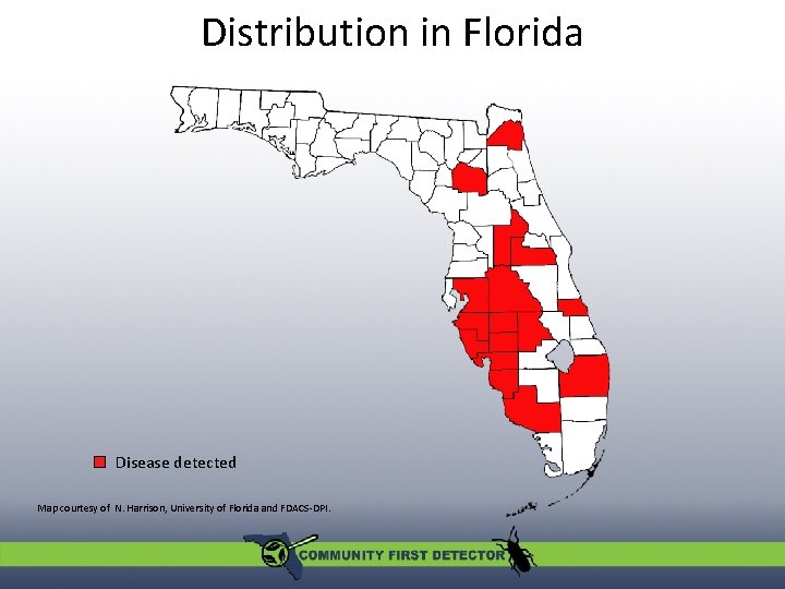 Distribution in Florida Disease detected Map courtesy of N. Harrison, University of Florida and