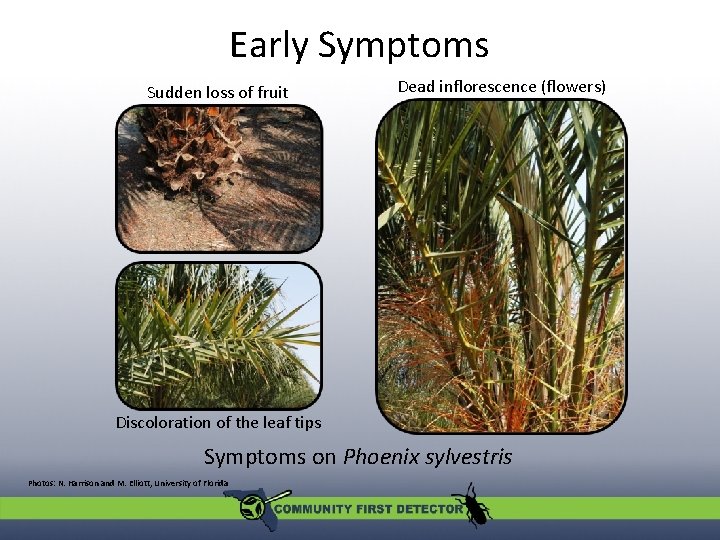 Early Symptoms Sudden loss of fruit Dead inflorescence (flowers) Discoloration of the leaf tips