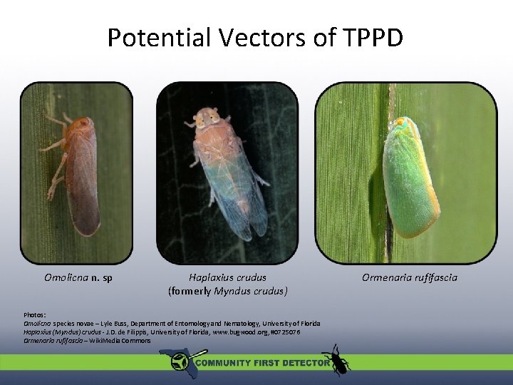 Potential Vectors of TPPD Omolicna n. sp Haplaxius crudus (formerly Myndus crudus) Photos: Omolicna