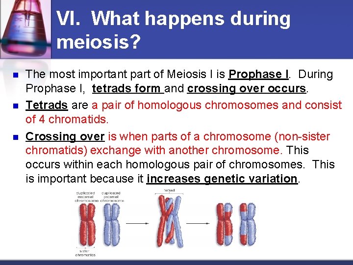 VI. What happens during meiosis? n n n The most important part of Meiosis