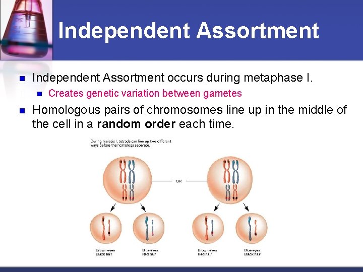 Independent Assortment n Independent Assortment occurs during metaphase I. n n Creates genetic variation