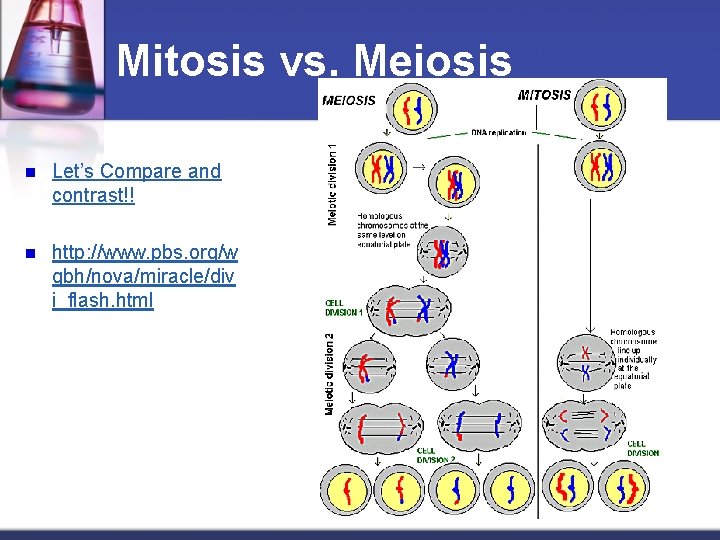 Mitosis vs. Meiosis n Let’s Compare and contrast!! n http: //www. pbs. org/w gbh/nova/miracle/div