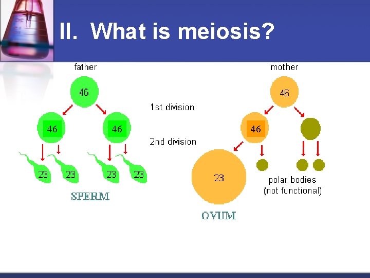 II. What is meiosis? 46 46 46 