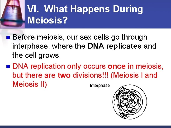 VI. What Happens During Meiosis? Before meiosis, our sex cells go through interphase, where