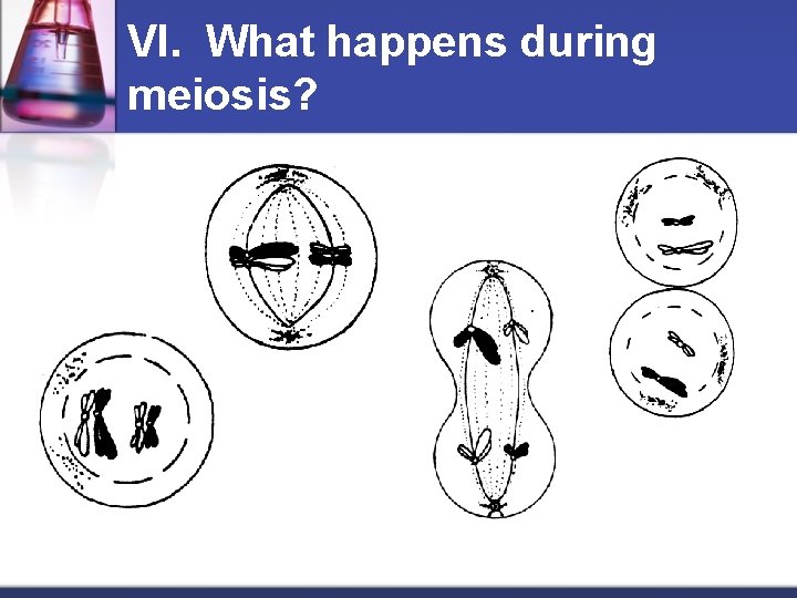 VI. What happens during meiosis? 