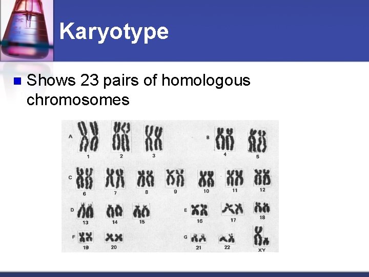 Karyotype n Shows 23 pairs of homologous chromosomes 