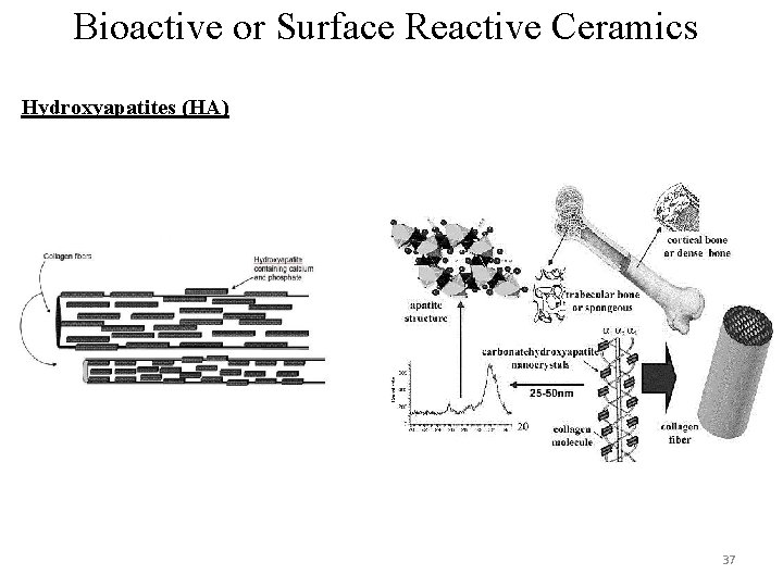 Bioactive or Surface Reactive Ceramics Hydroxyapatites (HA) 37 Bioactive or Surface Reactive Ceramics Hydroxyapatites (HA) 37