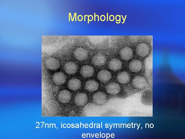 Morphology 27 nm, icosahedral symmetry, no envelope 