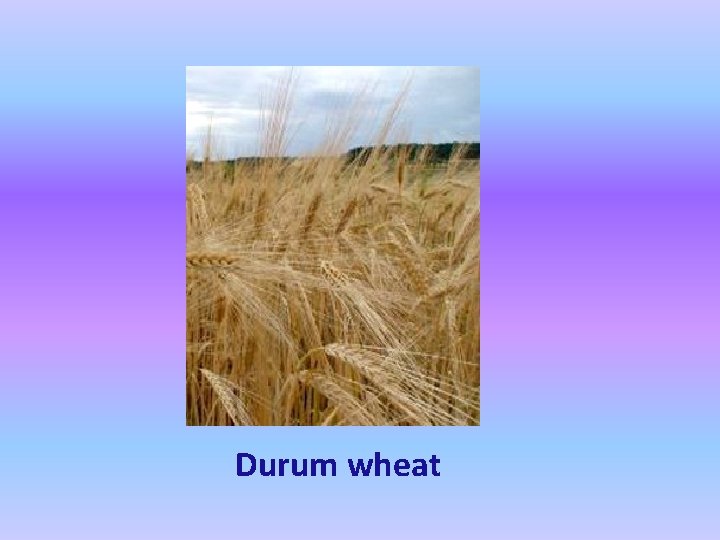 Durum wheat 