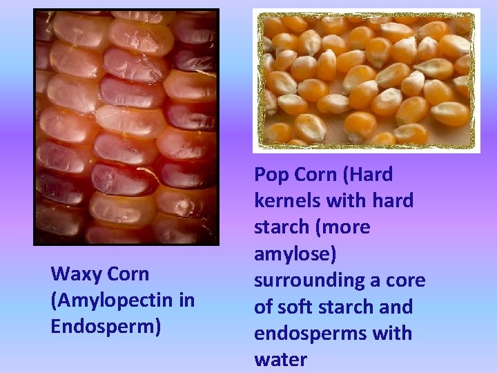 Waxy Corn (Amylopectin in Endosperm) Pop Corn (Hard kernels with hard starch (more amylose)