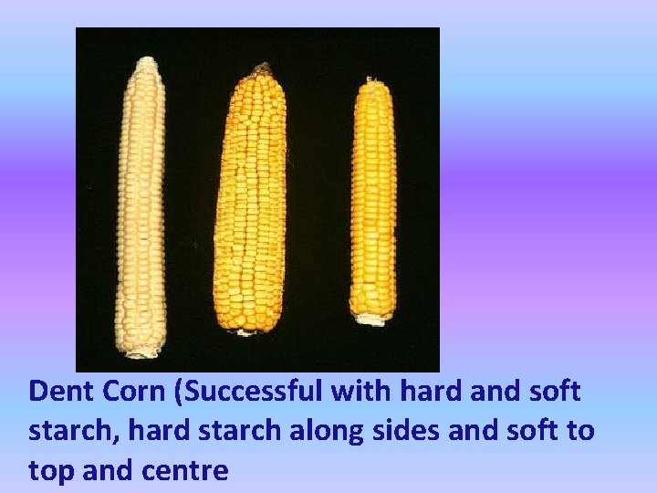 Dent Corn (Successful with hard and soft starch, hard starch along sides and soft