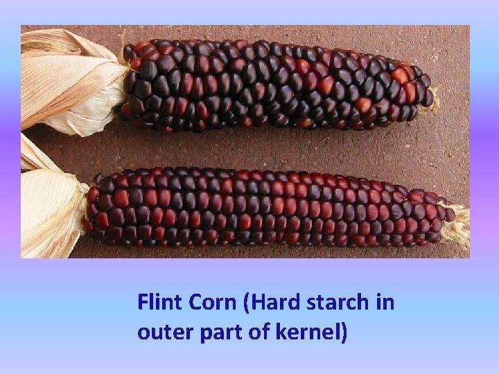 Flint Corn (Hard starch in outer part of kernel) 