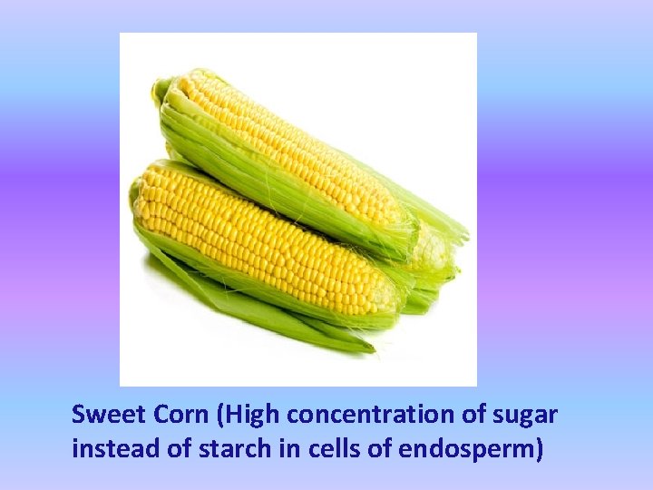 Sweet Corn (High concentration of sugar instead of starch in cells of endosperm) 