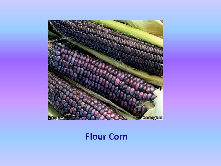 Flour Corn 