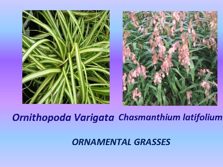 Ornithopoda Varigata Chasmanthium latifolium ORNAMENTAL GRASSES 