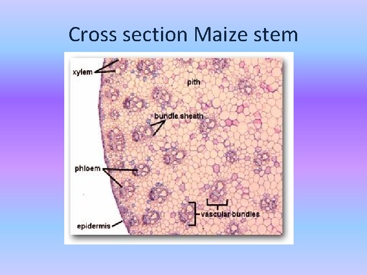 Cross section Maize stem 