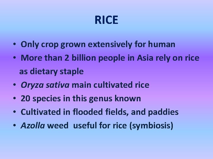 RICE • Only crop grown extensively for human • More than 2 billion people