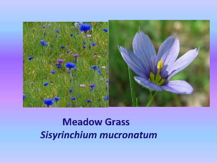 Meadow Grass Sisyrinchium mucronatum 
