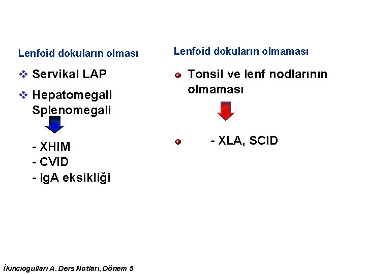 Lenfoid dokuların olması v Servikal LAP v Hepatomegali Lenfoid dokuların olmaması Tonsil ve lenf Lenfoid dokuların olması v Servikal LAP v Hepatomegali Lenfoid dokuların olmaması Tonsil ve lenf