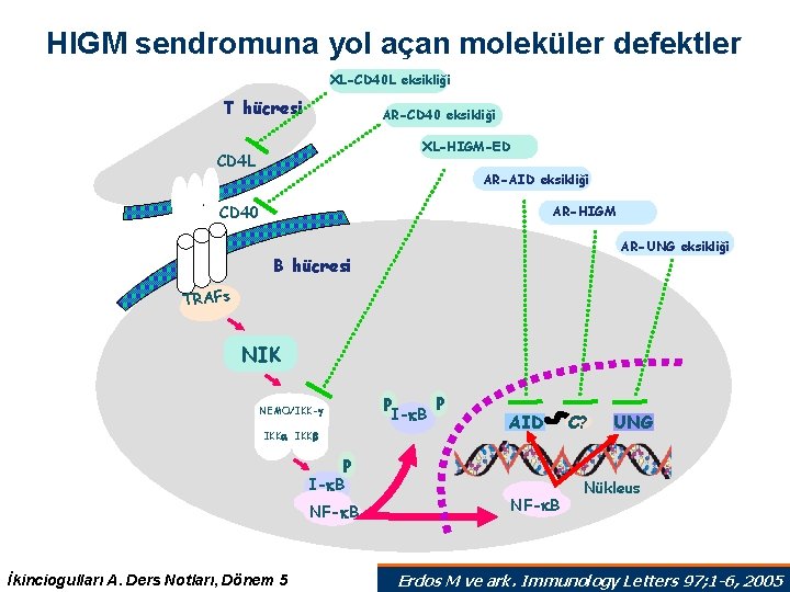 HIGM sendromuna yol açan moleküler defektler XL-CD 40 L eksikliği T hücresi AR-CD 40 HIGM sendromuna yol açan moleküler defektler XL-CD 40 L eksikliği T hücresi AR-CD 40