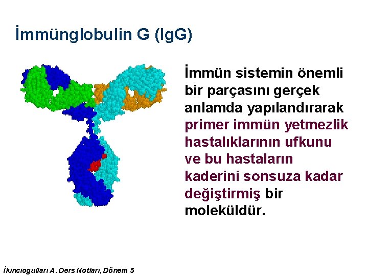 İmmünglobulin G (Ig. G) İmmün sistemin önemli bir parçasını gerçek anlamda yapılandırarak primer immün İmmünglobulin G (Ig. G) İmmün sistemin önemli bir parçasını gerçek anlamda yapılandırarak primer immün