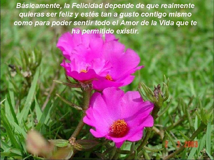 Básicamente, la Felicidad depende de que realmente quieras ser feliz y estés tan a Básicamente, la Felicidad depende de que realmente quieras ser feliz y estés tan a