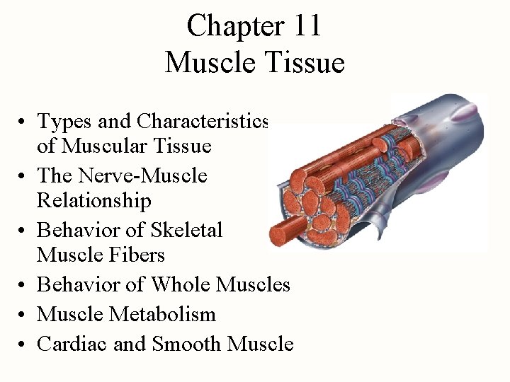 Chapter 11 Muscle Tissue • Types and Characteristics of Muscular Tissue • The Nerve-Muscle