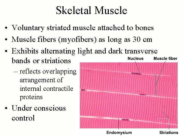 Skeletal Muscle • Voluntary striated muscle attached to bones • Muscle fibers (myofibers) as