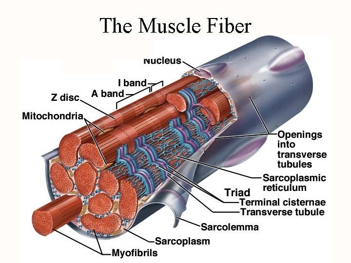 The Muscle Fiber 