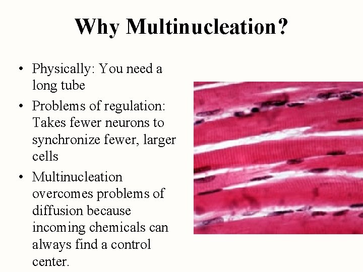 Why Multinucleation? • Physically: You need a long tube • Problems of regulation: Takes