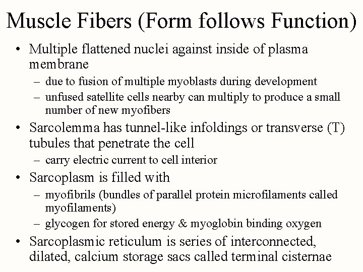 Muscle Fibers (Form follows Function) • Multiple flattened nuclei against inside of plasma membrane