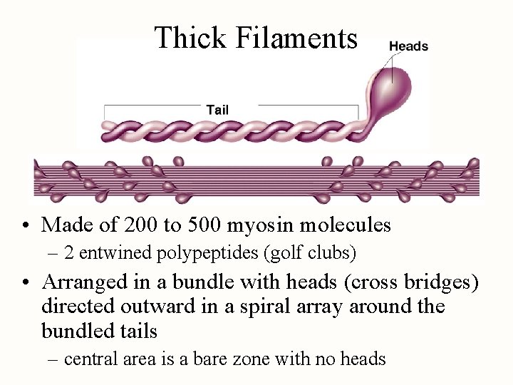 Thick Filaments • Made of 200 to 500 myosin molecules – 2 entwined polypeptides