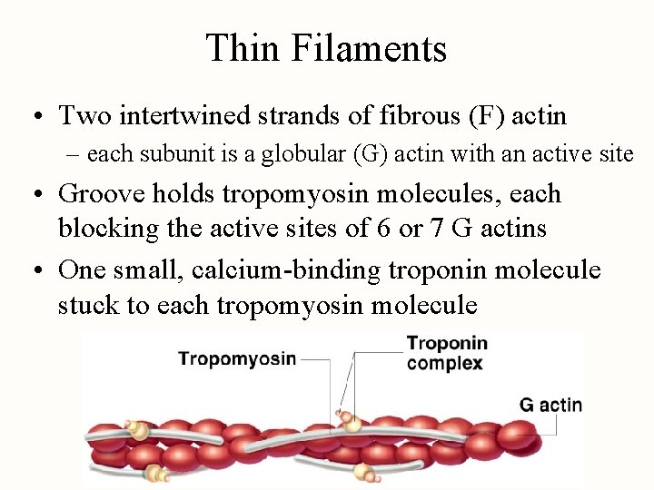 Thin Filaments • Two intertwined strands of fibrous (F) actin – each subunit is