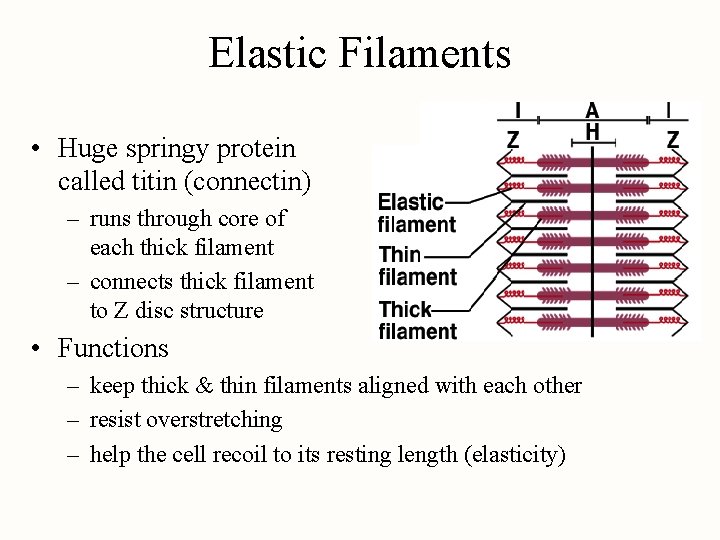 Elastic Filaments • Huge springy protein called titin (connectin) – runs through core of