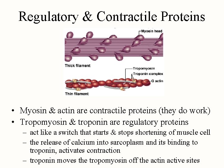 Regulatory & Contractile Proteins • Myosin & actin are contractile proteins (they do work)