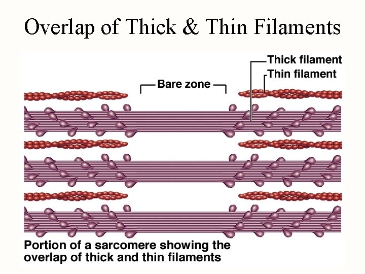 Overlap of Thick & Thin Filaments 