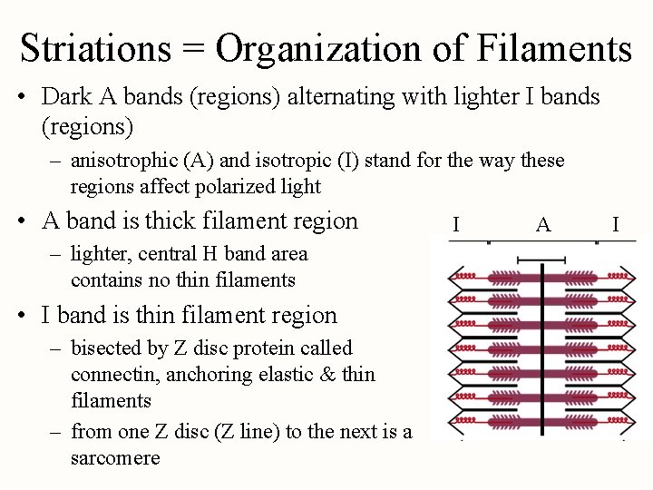 Striations = Organization of Filaments • Dark A bands (regions) alternating with lighter I