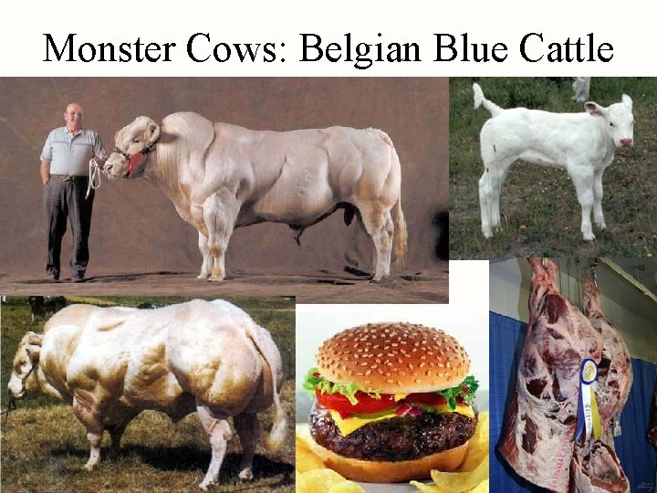Monster Cows: Belgian Blue Cattle 