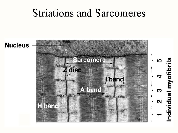 Striations and Sarcomeres 